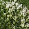 Astragalus angustifolius -- Tragant